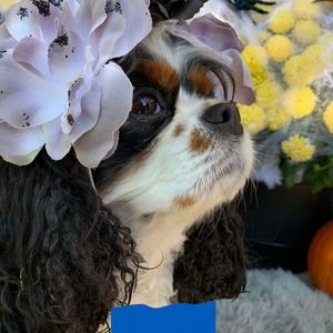 Meet your Posher, Nataliya